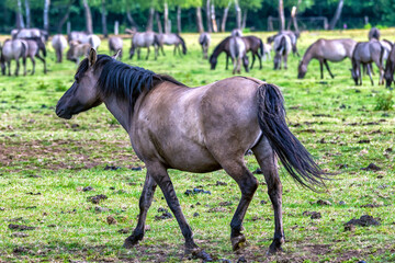 Wildpferde in Dülmen