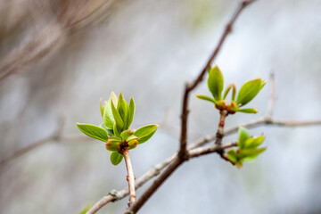 Lilac branch with blooming leaves on a blurred background