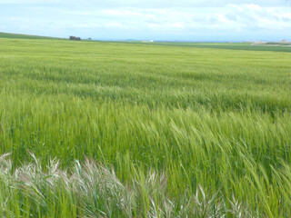 Secanos de Lleida,Lleida, Catalulña,sunrise in the countryside.