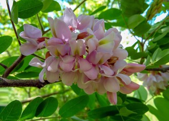 pink acacia flowers on a background of a summer garden close-up