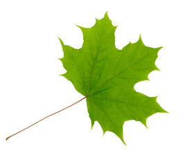 maple leaf isolated on white