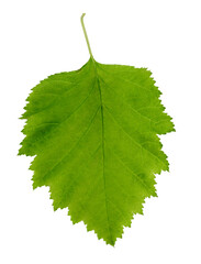 Leaf of a hawthorn Bush, isolated on white background. Crataégus. An ornamental plant used in landscape design. Medicinal plant.