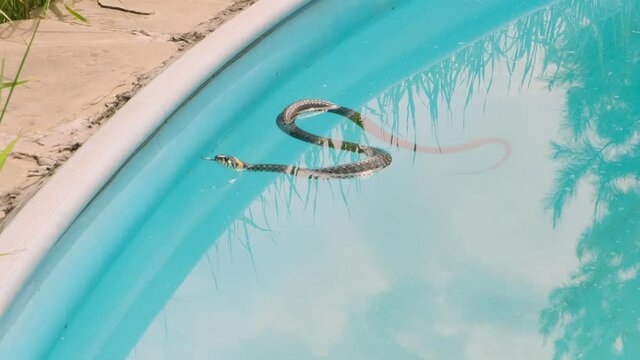 snake swims in a swimming pool hisses sticking out its tongue.