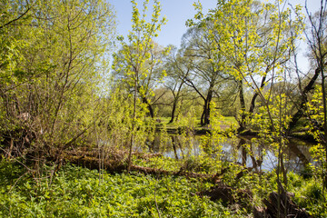 Creek with green trees, river floodplain