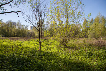 Several young trees in the floodplain, green grass
