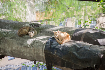 Cats bask on a process pipe across the river