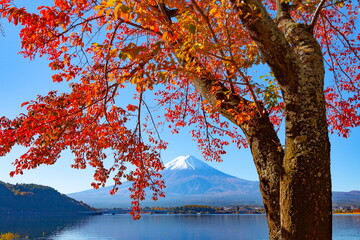 Naklejka na ściany i meble 富士山と桜の紅葉、山梨県富士河口湖町河口湖畔にて