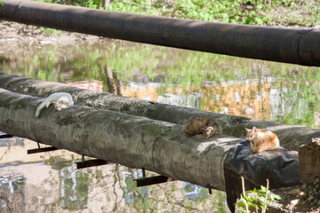 Cats bask on a process pipe across the river