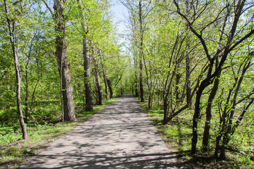 Asphalt alley going through the trees, sunny summer