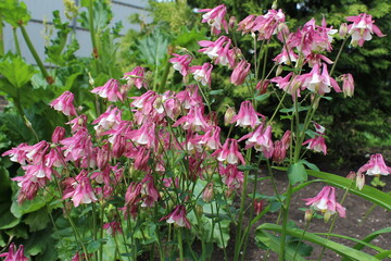 Fototapeta na wymiar Pink flowers. Aquilegia, columbine flowers with pink, white petals, green leaves, pink buds grow in the garden.