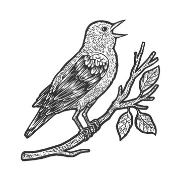 nightingale bird sketch engraving vector illustration. T-shirt apparel print design. Scratch board imitation. Black and white hand drawn image.