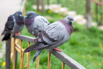 A dove sits on the fence, a few more pigeons in the distance