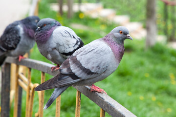 A dove sits on the fence, a few more pigeons in the distance