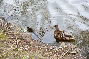 Duck with duckling ashore, animal family