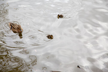 Duck with duckling swims in the pond
