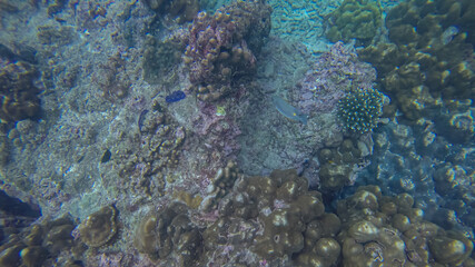 Panoramic scene under wate, coral and blue background