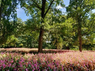 flowers in the garden