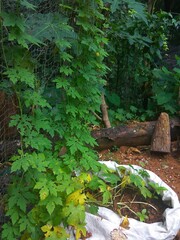 problems in agricullture -yellow disease and worms in bittergourd plant