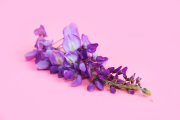 natural purple Lupin flowers on a pink background