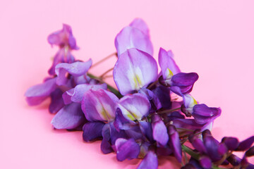 natural purple Lupin flowers on a pink background