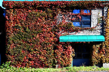 Vertical garden, a concept of sustainable building, eco building landscape climbing plants. Beautiful ivy wall on a house.