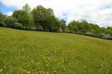 Blossoming meadow in spring.