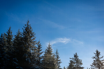 Trees Against Blue Sky
