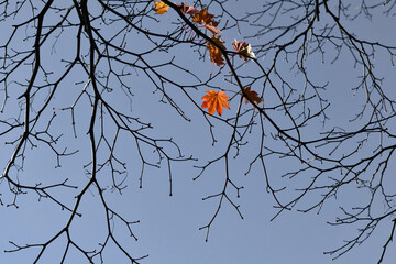 Outstanding maple leave, Lucky and hope inspiration concept, dry tree branch isolated on background with copy space for text, Concept images for winter and autumn season. 