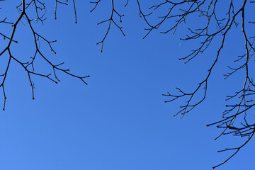 dry tree branch isolated on background with copy space for text, Concept images for winter and autumn season. 
