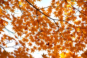 Vivid maples leaves in Autumn. Foliage of trees nature background. Concept for beautiful landscape scenery. Peaceful, serene atmosphere in the garden. Eco tourism travel concept. 