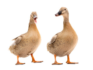 Two duck isolated on a white background.