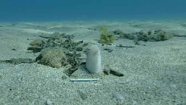 Razorfish slowly crawls out of the sand and swims away. Pearly Razorfish or Cleaver Wrasse (Xyrichtys novacula) Underwater shot. Mediterranean Sea, Europe