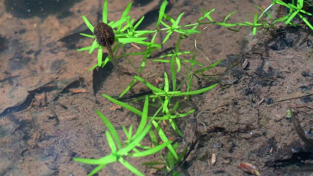 Tadpoles and small freshwater insects in a pond.