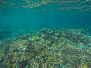 Panoramic scene under water, coral and blue background