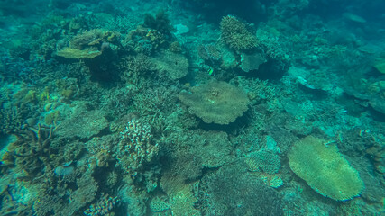 Fototapeta na wymiar Panoramic scene under water, coral and blue background
