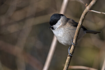 Obraz premium Marsh tit , Poecile palustris