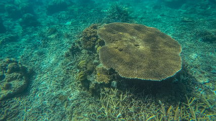 Fototapeta na wymiar Panoramic scene under water, coral and blue background