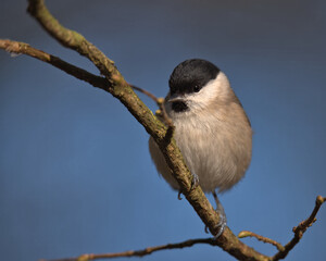 Marsh tit , Poecile palustris