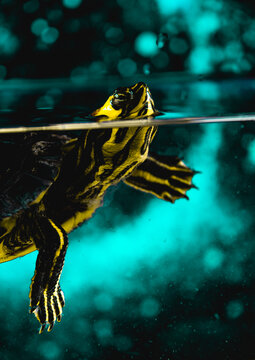 Tortuga de agua nadando en un acuario con un bonito bokeh de fondo.