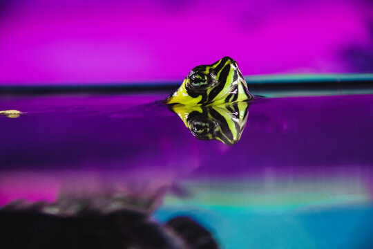 Tortuga de agua nadando en un acuario con un bonito fondo tropical degradado.