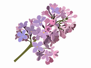 Purple Lilac Branch Isolated Flower Vector Illustration on white background	