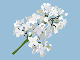 White Lilac Branch Isolated Flower Vector Illustration on blue sky background