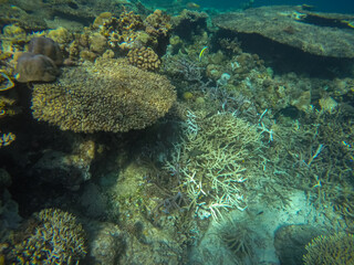 Naklejka na ściany i meble Panoramic scene under water, coral and blue background