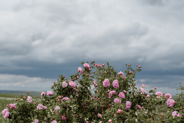 Obraz na płótnie Canvas Close up bush of wild edible roses