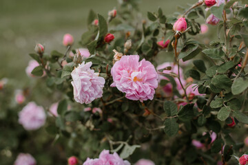 Close up bush of wild edible roses
