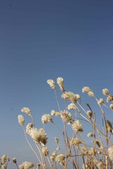 Beautiful flowers outdoors in nature