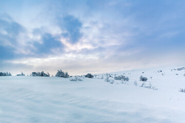 Snow covered winter arctic tundra landscape of unspoiled nature with scattered trees with plenty of space for text and copy - obrazy, fototapety, plakaty