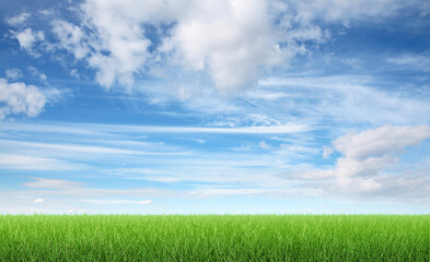 Fototapeta na wymiar Green grass and blue sky 3d render