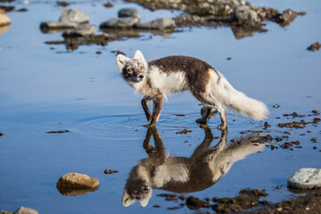 Lis polarny na południowym Spitsbergenie © blackspeed