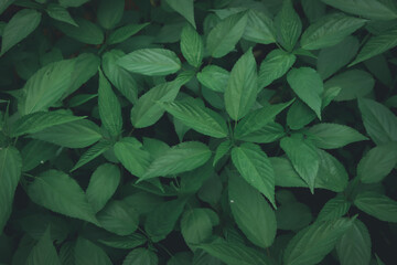 green leaves textured background. Natural green pattern  